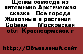 Щенки самоеда из питомника Арктическая сказка - Все города Животные и растения » Собаки   . Московская обл.,Красноармейск г.